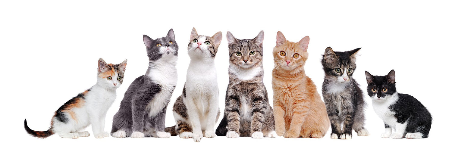Cat Supplies