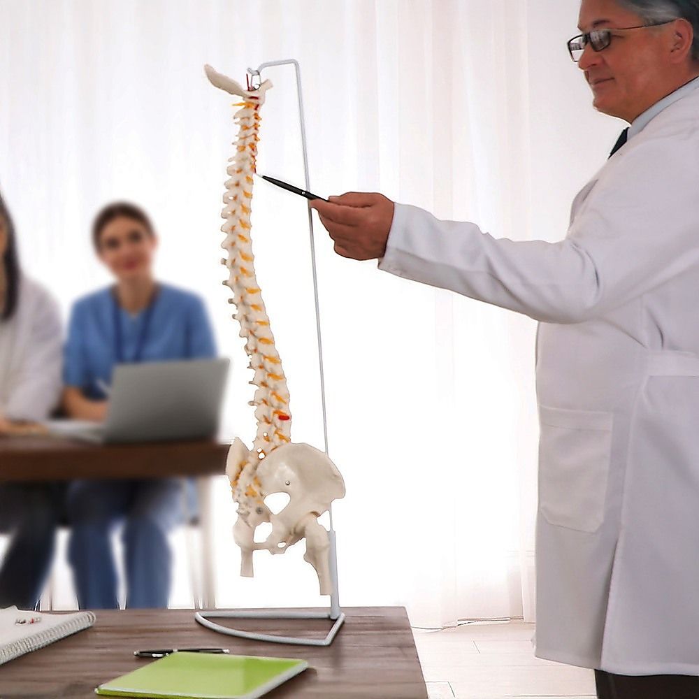 Life Size Flexible Spine Pelvis & Femur Model – Anatomical Skeleton Display