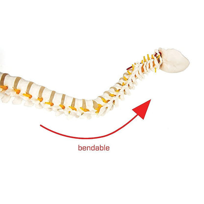 Life Size Flexible Spine Pelvis & Femur Model – Anatomical Skeleton Display