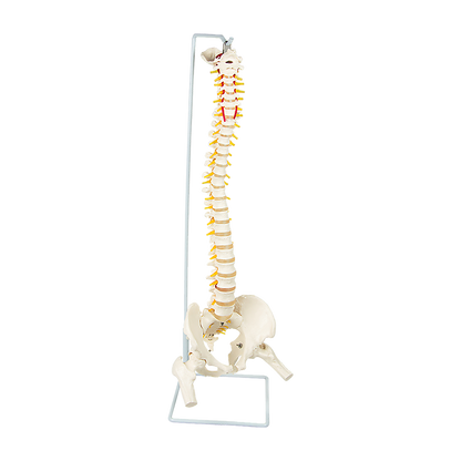 Life Size Flexible Spine Pelvis & Femur Model – Anatomical Skeleton Display