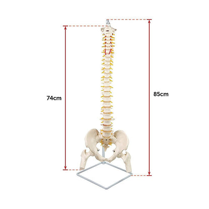Life Size Flexible Spine Pelvis & Femur Model – Anatomical Skeleton Display