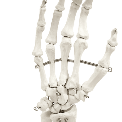 Hand Joint Anatomical Skeleton Model Human Anatomy Study Tool