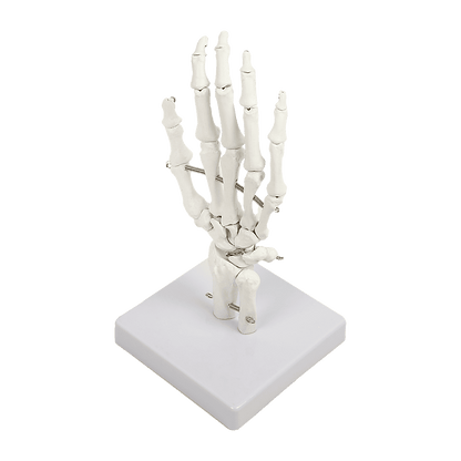 Hand Joint Anatomical Skeleton Model Human Anatomy Study Tool