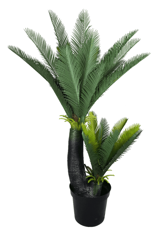 Multi Trunk Sago Cycad 130cm
